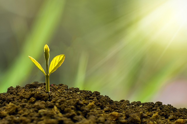 From Strategy to Success: The Role of Business Consulting